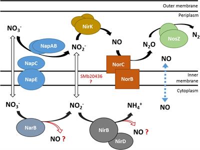 The Nitrate Assimilatory Pathway in Sinorhizobium meliloti: Contribution to NO Production